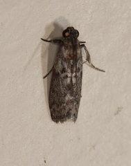 Cryptoblabes hemigypsa