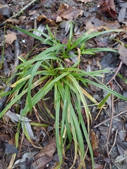 Carex sylvatica