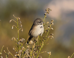 Artemisiospiza belli
