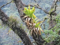 Tillandsia australis