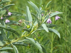 Solanum glaucophyllum