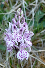 Dactylorhiza maculata
