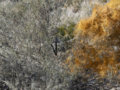 Cuscuta psorothamnensis