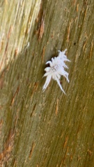 Cryptolaemus