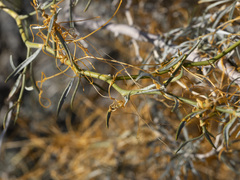 Cuscuta psorothamnensis