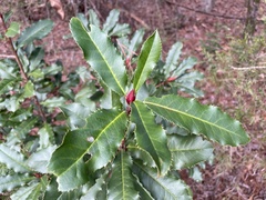 Photinia serratifolia