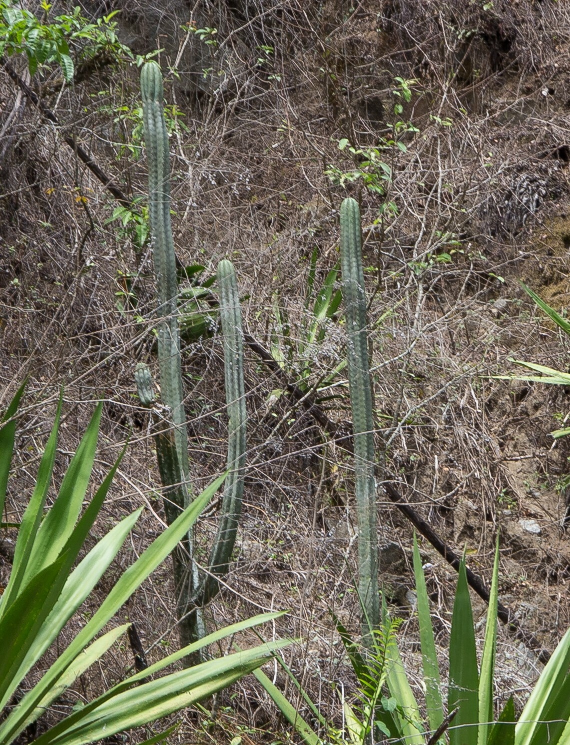 Trichocereus macrogonus image
