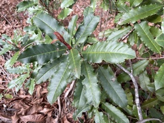 Photinia serratifolia