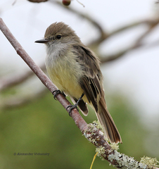 Myiarchus magnirostris