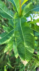 Mompha raschkiella
