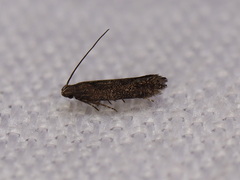 Aproaerema isoscelixantha