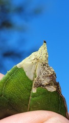 Mompha raschkiella