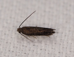 Aproaerema isoscelixantha