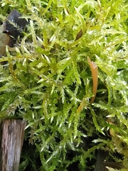 Brachythecium albicans