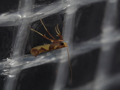 Caloptilia xanthopharella