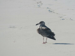 Larus schistisagus