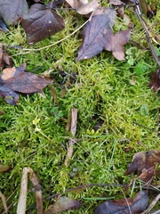 Brachythecium albicans