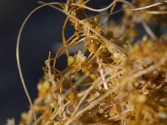 Cuscuta psorothamnensis