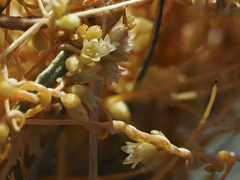 Cuscuta psorothamnensis