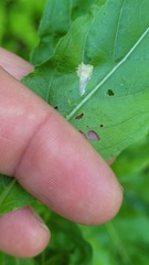 Aristotelia isopelta