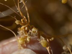 Cuscuta psorothamnensis