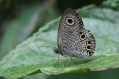 Ypthima argus