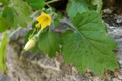 Eucnide bartonioides