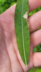 Mompha raschkiella
