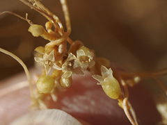 Cuscuta psorothamnensis