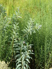 Solanum glaucophyllum