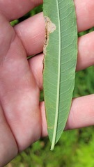 Mompha raschkiella