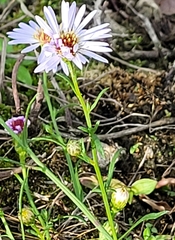 Symphyotrichum simmondsii