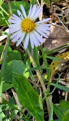 Symphyotrichum simmondsii