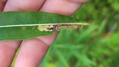 Mompha raschkiella