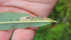 Mompha raschkiella