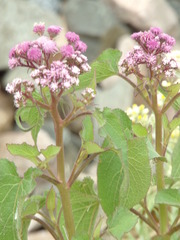 Urolepis hecatantha