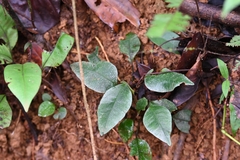 Danaea simplicifolia