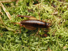 Hemiandrus brucei