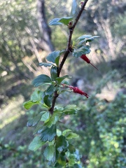 Ribes speciosum