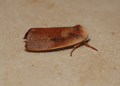 Cryptophasa rubescens