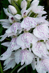 Dactylorhiza maculata