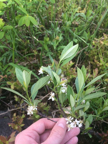 Image of Prunus susquehanae by no rights reserved