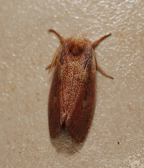 Cryptophasa rubescens