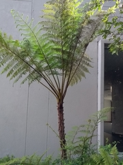 Cyathea microdonta