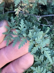 Myriopteris wrightii