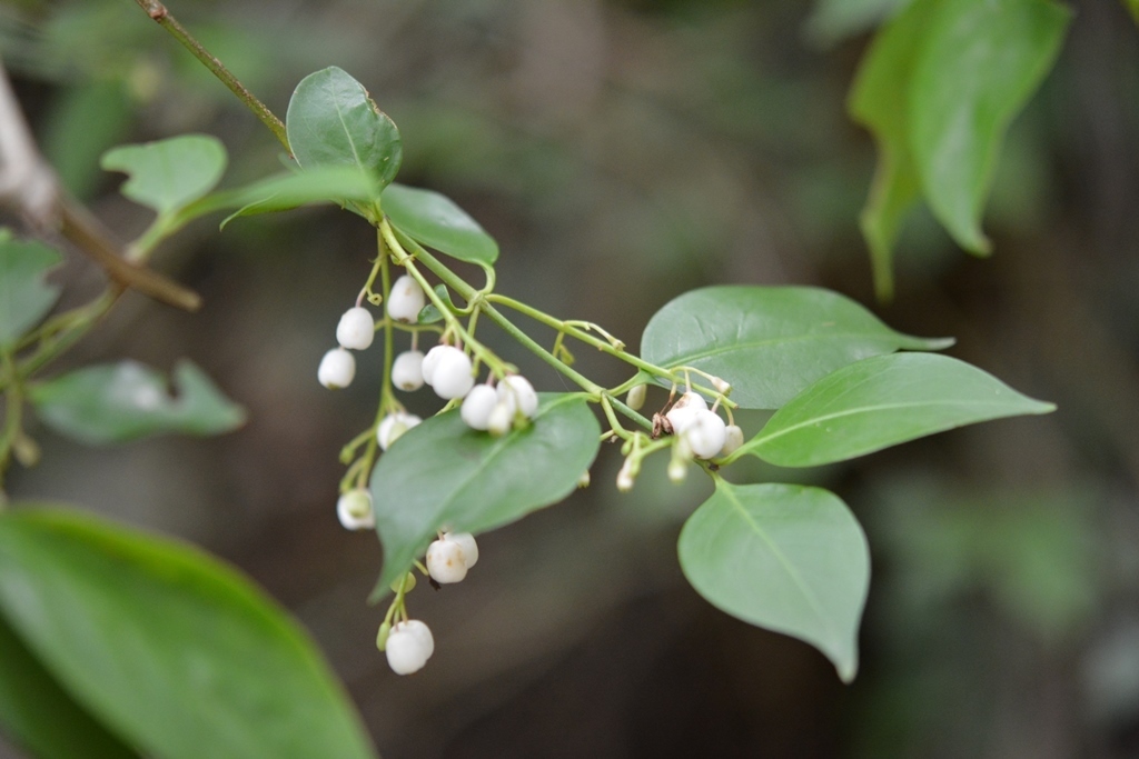 West Indian milkberry (Fauna y Flora del Parque Mirador Norte ...