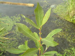 Salix aurita