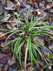Carex sylvatica