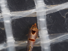 Glyphidoptera insignana