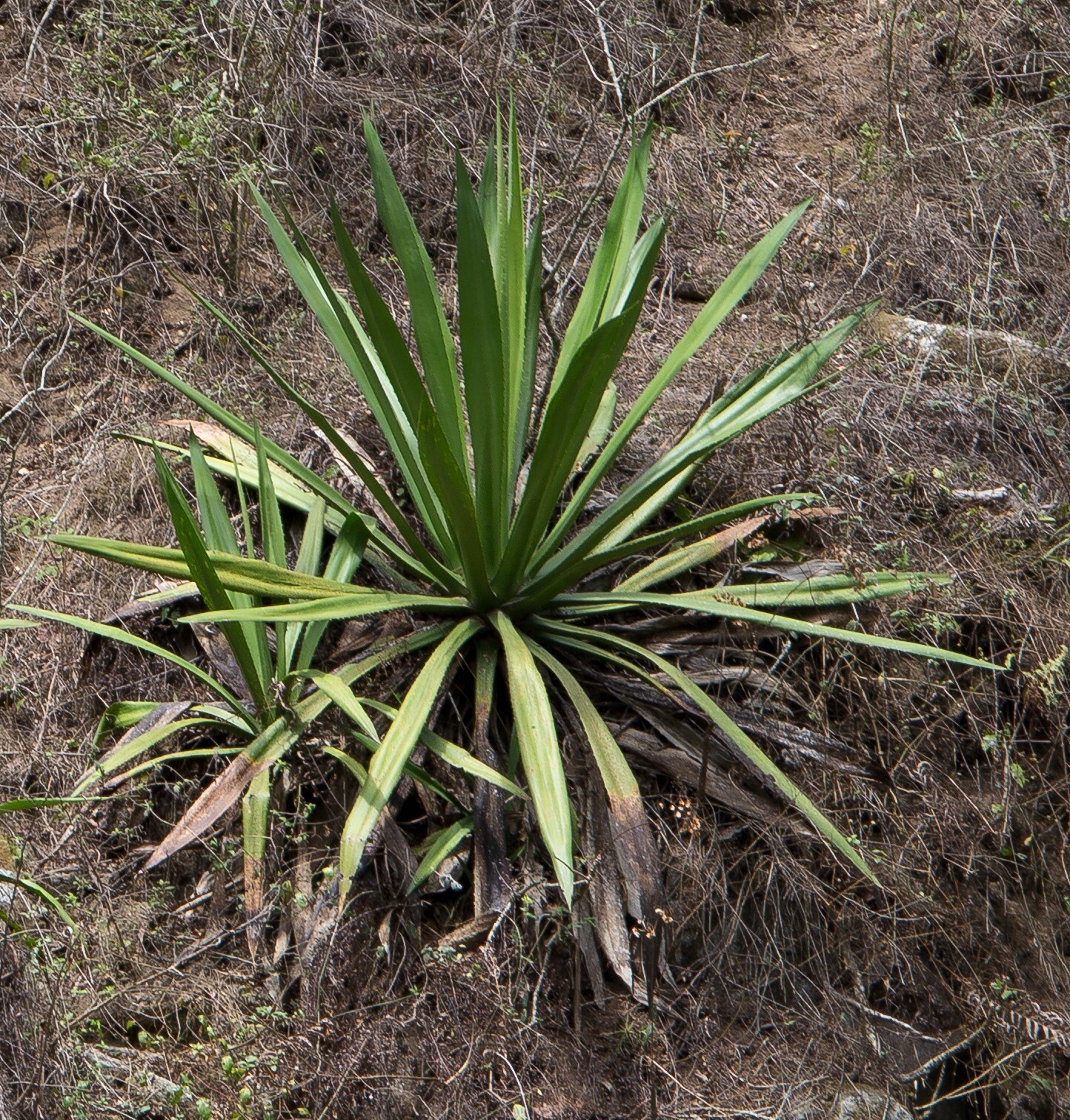 Furcraea image